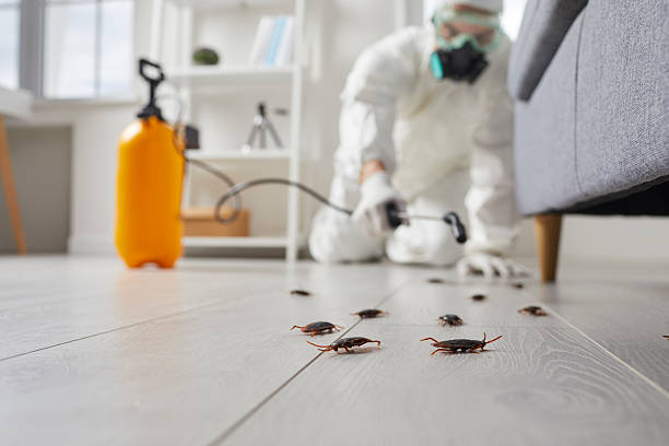 Affordable Cockroach Control solutions in Harper, TX